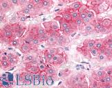 ABCB1 / MDR1 / P Glycoprotein Antibody - Anti-ABCB1 / MDR1 antibody IHC of human adrenal, cortex. Immunohistochemistry of formalin-fixed, paraffin-embedded tissue after heat-induced antigen retrieval.