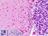 ABI1 / SSH3BP1 Antibody - Anti-ABI1 / ABI-1 antibody IHC staining of human brain, cerebellum. Immunohistochemistry of formalin-fixed, paraffin-embedded tissue after heat-induced antigen retrieval.