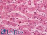 ADGRB1 / BAI1 Antibody - Human Liver: Formalin-Fixed, Paraffin-Embedded (FFPE)