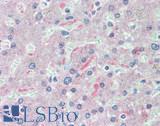 ADH7 Antibody - Human Liver: Formalin-Fixed, Paraffin-Embedded (FFPE), at a concentration of 20 ug/ml. 