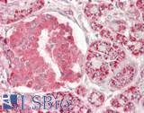 ADSS Antibody - Human Pancreas: Formalin-Fixed, Paraffin-Embedded (FFPE)