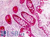 AGR2 Antibody - Human Small Intestine: Formalin-Fixed, Paraffin-Embedded (FFPE)