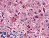 AKT1 + AKT2 + AKT3 Antibody - Anti-AKT1/2/3 antibody IHC of human liver. Immunohistochemistry of formalin-fixed, paraffin-embedded tissue after heat-induced antigen retrieval. Antibody dilution 1:100.