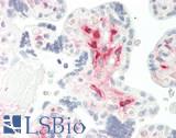 ALDH1L2 Antibody - Human Placenta: Formalin-Fixed, Paraffin-Embedded (FFPE)