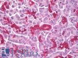 ALDP / ABCD1 Antibody - Anti-ABCD1 antibody IHC of human pancreas. Immunohistochemistry of formalin-fixed, paraffin-embedded tissue after heat-induced antigen retrieval. Antibody concentration 5 ug/ml.