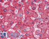 APOH / Apolipoprotein H Antibody - Anti-APOH / Apolipoprotein H antibody IHC of human liver. Immunohistochemistry of formalin-fixed, paraffin-embedded tissue after heat-induced antigen retrieval. Antibody concentration 5 ug/ml.