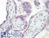 ARAF / ARAF1 / A-RAF Antibody - Anti-ARAF / A RAF antibody IHC of human placenta. Immunohistochemistry of formalin-fixed, paraffin-embedded tissue after heat-induced antigen retrieval. Antibody dilution 10 ug/ml.