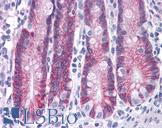 ASAH2 Antibody - Anti-ASAH2 antibody IHC of human small intestine. Immunohistochemistry of formalin-fixed, paraffin-embedded tissue after heat-induced antigen retrieval. Antibody concentration 5 ug/ml.