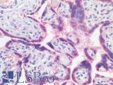 ATG16L1 / ATG16L Antibody - Human Placenta, Trophoblasts: Formalin-Fixed, Paraffin-Embedded (FFPE)