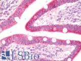 ATG4A Antibody - Human Small Intestine: Formalin-Fixed, Paraffin-Embedded (FFPE)