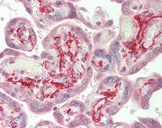 AXL Antibody - Human Placenta: Formalin-Fixed, Paraffin-Embedded (FFPE).  This image was taken for the unconjugated form of this product. Other forms have not been tested.