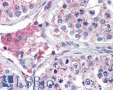 BACE2 Antibody - Anti-BACE2 antibody IHC of human testis. Immunohistochemistry of formalin-fixed, paraffin-embedded tissue after heat-induced antigen retrieval. Antibody concentration 5 ug/ml.