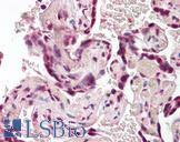 BAG4 / SODD Antibody - Anti-SODD / BAG4 antibody IHC of human placenta. Immunohistochemistry of formalin-fixed, paraffin-embedded tissue after heat-induced antigen retrieval. Antibody dilution 3.75 ug/ml.