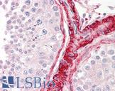 BAG5 Antibody - Anti-BAG5 antibody IHC of human testis. Immunohistochemistry of formalin-fixed, paraffin-embedded tissue after heat-induced antigen retrieval. Antibody dilution 3.75 ug/ml.