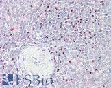 BAG6 / G3 / Scythe Antibody - Anti-BAG6 / G3 / Scythe antibody IHC staining of human spleen. Immunohistochemistry of formalin-fixed, paraffin-embedded tissue after heat-induced antigen retrieval.