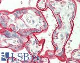 Basigin / Emmprin / CD147 Antibody - Human Placenta: Formalin-Fixed, Paraffin-Embedded (FFPE)