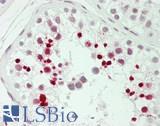 BATF2 / SARI Antibody - Human Testis: Formalin-Fixed, Paraffin-Embedded (FFPE)