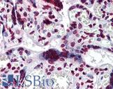 BAZ1B / WSTF Antibody - Anti-BAZ1B / WSTF antibody IHC of human placenta. Immunohistochemistry of formalin-fixed, paraffin-embedded tissue after heat-induced antigen retrieval. Antibody concentration 3 ug/ml.
