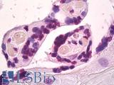 BMI1 / PCGF4 Antibody - Anti-BMI-1 antibody IHC of human placenta. Immunohistochemistry of formalin-fixed, paraffin-embedded tissue after heat-induced antigen retrieval. Antibody dilution 1:50.