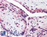 BRCC45 / BRE Antibody - Anti-BRE antibody IHC of human placenta. Immunohistochemistry of formalin-fixed, paraffin-embedded tissue after heat-induced antigen retrieval. Antibody concentration 5 ug/ml.