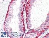 BRN2 / POU3F2 Antibody - Anti-BRN2 / POU3F2 antibody IHC staining of human prostate. Immunohistochemistry of formalin-fixed, paraffin-embedded tissue after heat-induced antigen retrieval.
