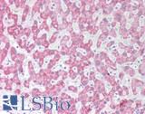 BTN3A1 / CD277 Antibody - Human Liver: Formalin-Fixed, Paraffin-Embedded (FFPE)
