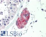 C1QTNF1 / CTRP1 Antibody - Anti-C1QTNF1 / CTRP1 antibody IHC of human testis. Immunohistochemistry of formalin-fixed, paraffin-embedded tissue after heat-induced antigen retrieval. Antibody concentration 10 ug/ml.