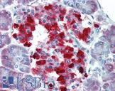 CASP4 / Caspase 4 Antibody - Anti-CASP4 / Caspase 4 antibody IHC of human pancreas. Immunohistochemistry of formalin-fixed, paraffin-embedded tissue after heat-induced antigen retrieval. Antibody concentration 5 ug/ml.