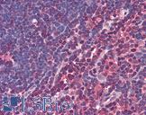 CASP4 / Caspase 4 Antibody - Anti-CASP4 / Caspase 4 antibody IHC of human thymus. Immunohistochemistry of formalin-fixed, paraffin-embedded tissue after heat-induced antigen retrieval. Antibody concentration 5 ug/ml.