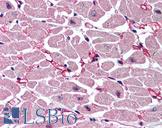 CASP9 / Caspase 9 Antibody - Anti-Caspase 9 antibody IHC of human heart. Immunohistochemistry of formalin-fixed, paraffin-embedded tissue after heat-induced antigen retrieval. Antibody concentration 5 ug/ml.