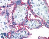 CD59 Antibody - Anti-CD59 antibody IHC of human placenta. Immunohistochemistry of formalin-fixed, paraffin-embedded tissue after heat-induced antigen retrieval. Antibody concentration 10 ug/ml.