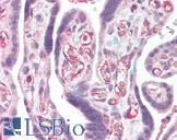 CFLAR / FLIP Antibody - Anti-CFLAR / FLIP antibody IHC of human placenta. Immunohistochemistry of formalin-fixed, paraffin-embedded tissue after heat-induced antigen retrieval. Antibody concentration 5 ug/ml.