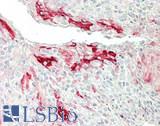 CLU / Clusterin Antibody - Human Tonsil: Formalin-Fixed, Paraffin-Embedded (FFPE)