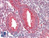 COXIV / COX4 Antibody - Anti-COXIV / COX4 antibody IHC staining of human uterus. Immunohistochemistry of formalin-fixed, paraffin-embedded tissue after heat-induced antigen retrieval.