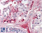 CRISP2 / TSP1 Antibody - Anti-CRISP-2 / TSP1 antibody IHC of human testis. Immunohistochemistry of formalin-fixed, paraffin-embedded tissue after heat-induced antigen retrieval. Antibody dilution 3.75 ug/ml.