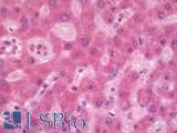 CST8 / CRES Antibody - Human Liver: Formalin-Fixed, Paraffin-Embedded (FFPE)
