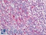 CYBA / p22phox Antibody - Human Tonsil: Formalin-Fixed, Paraffin-Embedded (FFPE)