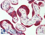 CYP8B1 Antibody - Human Placenta: Formalin-Fixed, Paraffin-Embedded (FFPE)