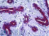 Cytokeratin 8+18+19 Antibody - Anti-Keratin 8/18/19 antibody IHC of human breast. Immunohistochemistry of formalin-fixed, paraffin-embedded tissue after heat-induced antigen retrieval. Antibody dilution 1:100.