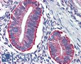 DAP12 Antibody - Anti-TYROBP / DAP12 antibody IHC of human uterus. Immunohistochemistry of formalin-fixed, paraffin-embedded tissue after heat-induced antigen retrieval. Antibody concentration 3 ug/ml.