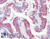 DBP5 / SON Antibody - Anti-DBP5 / SON antibody IHC staining of human small intestine. Immunohistochemistry of formalin-fixed, paraffin-embedded tissue after heat-induced antigen retrieval. Antibody concentration 5 ug/ml.