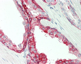 DPP4 / CD26 Antibody - Human Prostate: Formalin-Fixed, Paraffin-Embedded (FFPE).  This image was taken for the unconjugated form of this product. Other forms have not been tested.