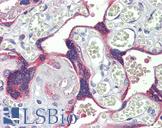 DSC3 / Desmocollin 3 Antibody - Anti-DSC3 / Desmocollin 3 antibody IHC staining of human placenta. Immunohistochemistry of formalin-fixed, paraffin-embedded tissue after heat-induced antigen retrieval.