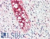 ECSCR Antibody - Anti-ECSCR antibody IHC staining of human vessel. Immunohistochemistry of formalin-fixed, paraffin-embedded tissue after heat-induced antigen retrieval. Antibody concentration 5 ug/ml.