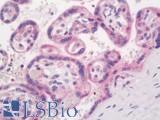 EGFR Antibody - Human Placenta: Formalin-Fixed, Paraffin-Embedded (FFPE)