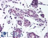 ELAVL1 / HUR Antibody - Anti-HuR antibody IHC of human breast. Immunohistochemistry of formalin-fixed, paraffin-embedded tissue after heat-induced antigen retrieval. Antibody concentration 5 ug/ml.