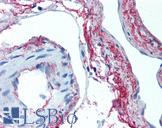 ELN / Elastin Antibody - Anti-Elastin antibody IHC of human skeletal muscle, vessels. Immunohistochemistry of formalin-fixed, paraffin-embedded tissue after heat-induced antigen retrieval. Antibody concentration 5 ug/ml.
