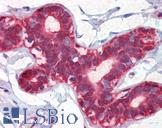 ENO1 / Alpha Enolase Antibody - Anti-ENO1 antibody IHC of human breast. Immunohistochemistry of formalin-fixed, paraffin-embedded tissue after heat-induced antigen retrieval. Antibody concentration 10 ug/ml.