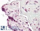 EP300 / p300 Antibody - Anti-EP300 / p300 antibody IHC of human placenta. Immunohistochemistry of formalin-fixed, paraffin-embedded tissue after heat-induced antigen retrieval. Antibody dilution 1:50.