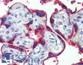 EPHB4 / EPH Receptor B4 Antibody - Anti-EPHB4 antibody IHC of human placenta. Immunohistochemistry of formalin-fixed, paraffin-embedded tissue after heat-induced antigen retrieval. Antibody dilution 1:200.